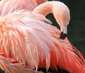 Chileense flamingo