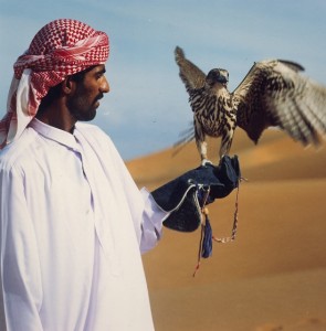 Dubai falcon04