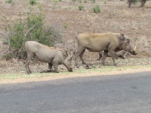 wrattenzwijnen grazen door de droogte vlak langs de weg