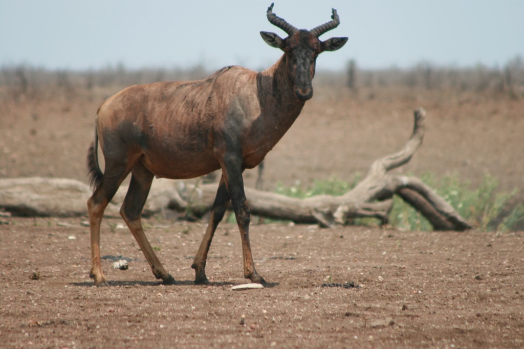 Krugerpark natuurreis een ode aan het Krugerpark voor onze blogvolgers Krugerpark natuurreis een ode aan het Krugerpark voor onze blogvolgers