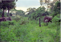 Het mens-olifant-conflict in Sri Lanka