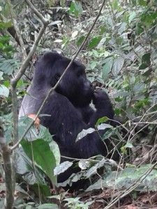 gorilla Oeganda