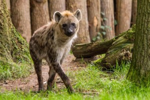 hyena unnamed