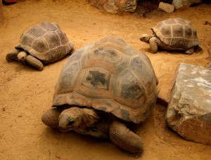 schildpadden unnamed